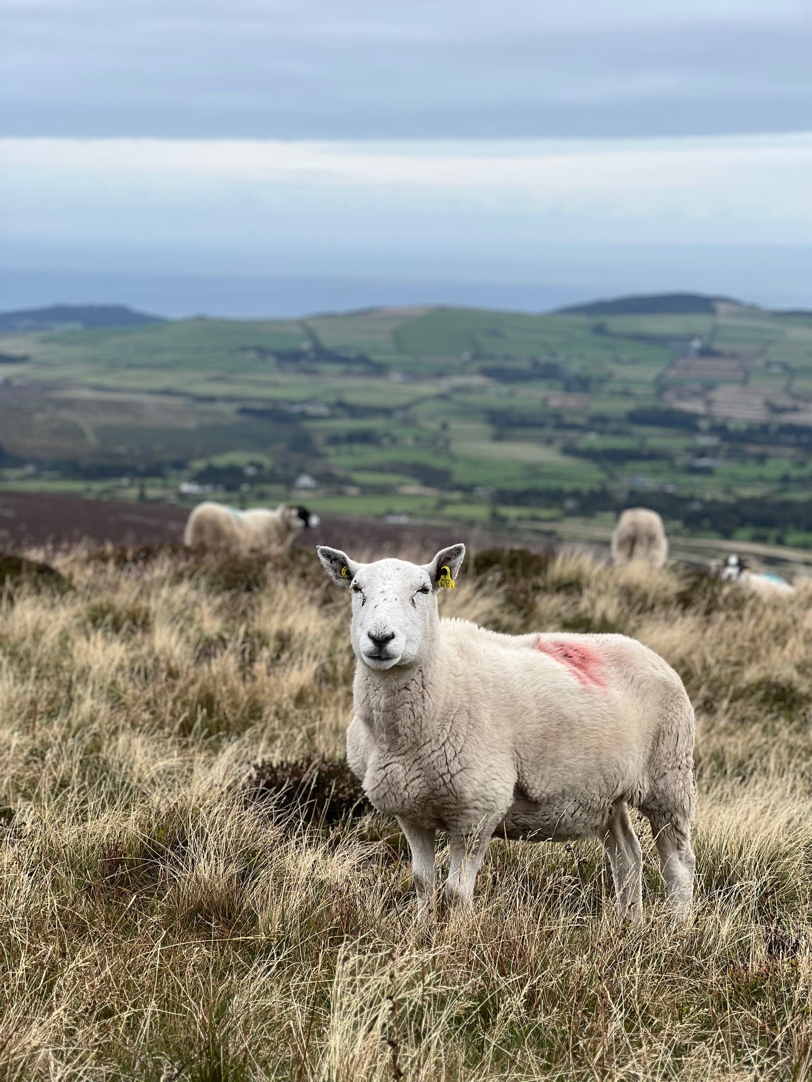 Sheep staring at the camera
