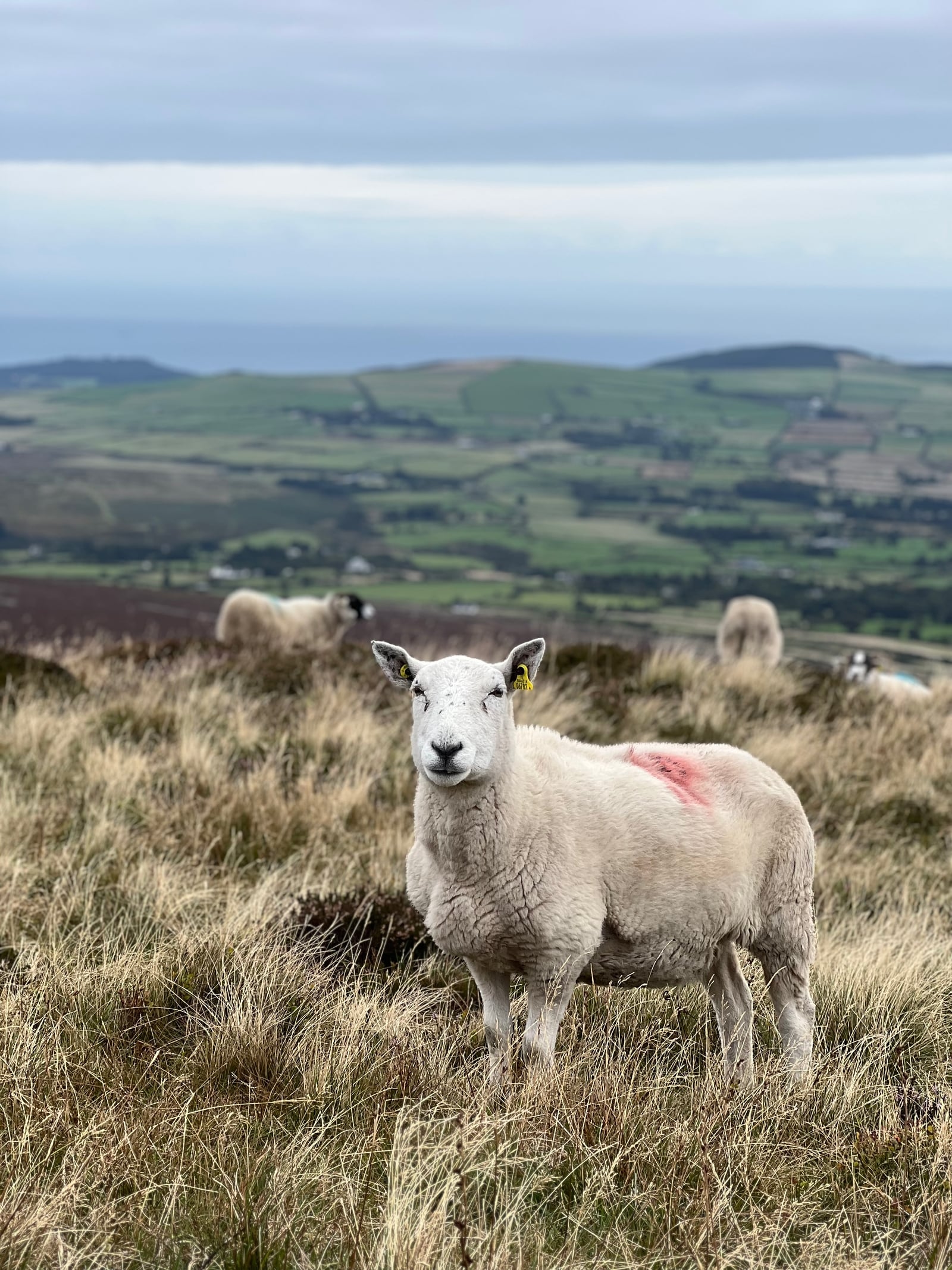 Sheep staring at the camera