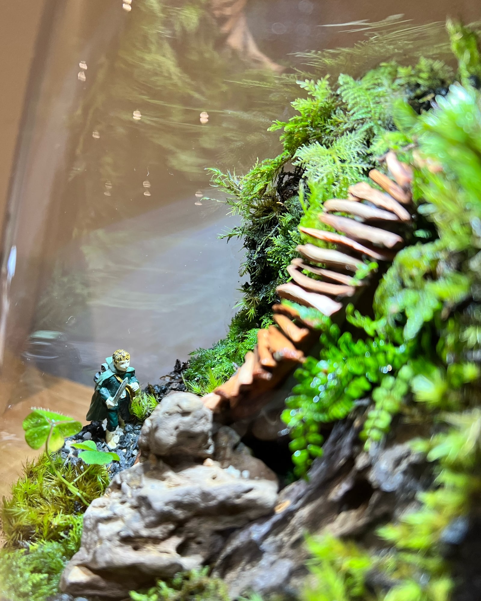 Close up shot of the terrarium