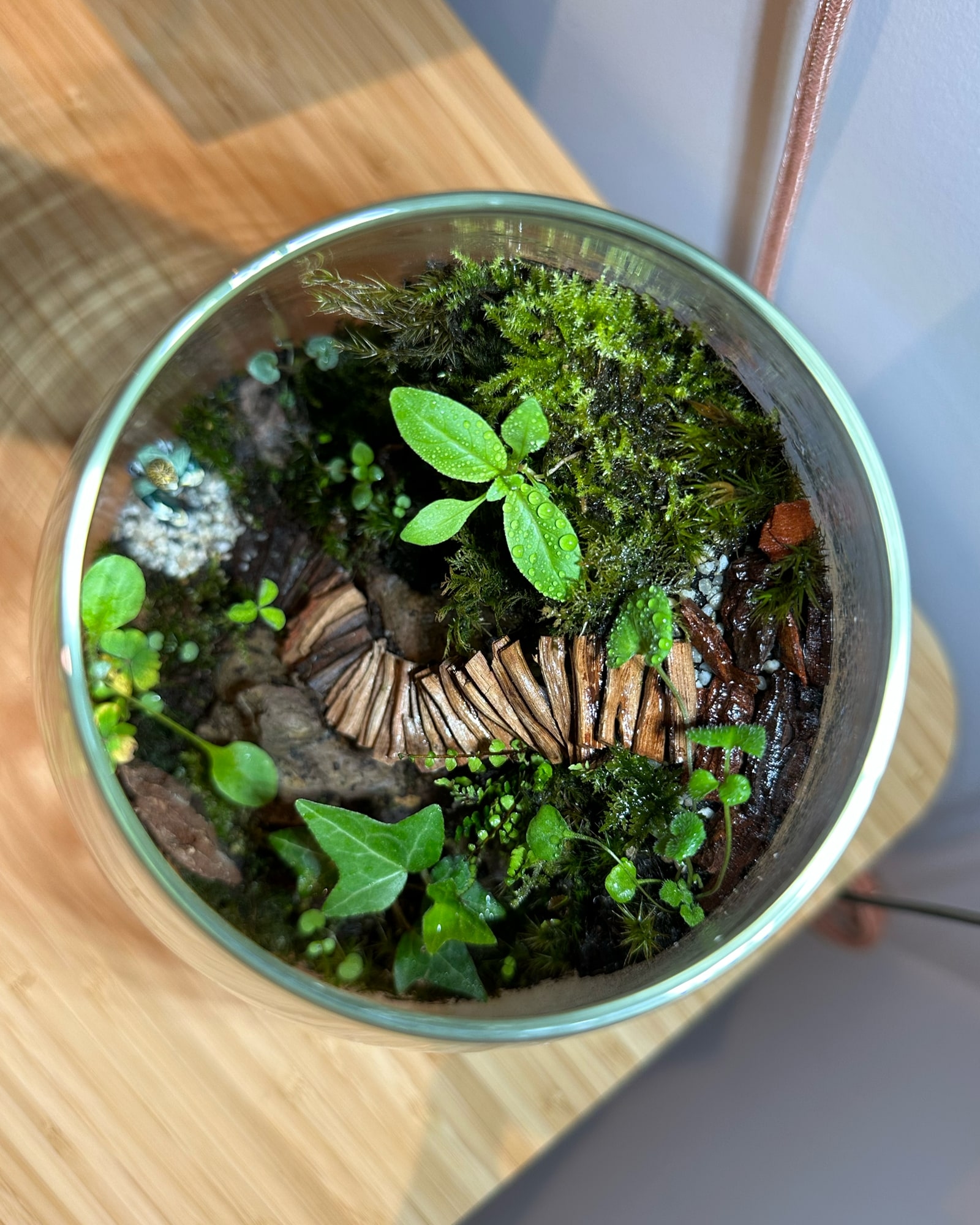 Terrarium’s top view